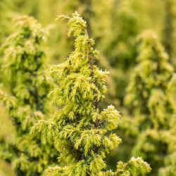 Kadagys paprastasis (Juniperus communis) 'Schneverdinger Goldmachangel' netaisyklinga laja