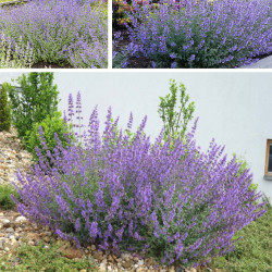 Katžolė (Nepeta x faassenii) 'Six Hills Giant'