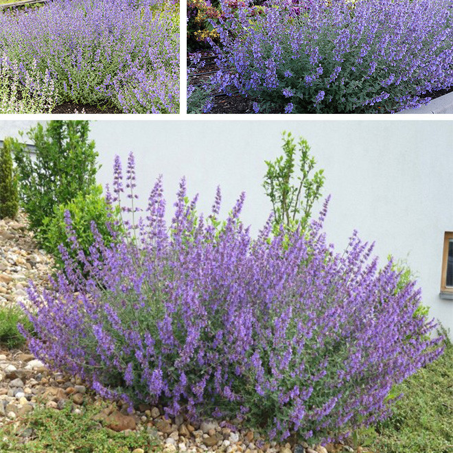 Katžolė (Nepeta x faassenii) 'Six Hills Giant'