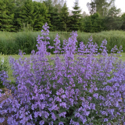 Katžolė (Nepeta x faassenii) 'Six Hills Giant'