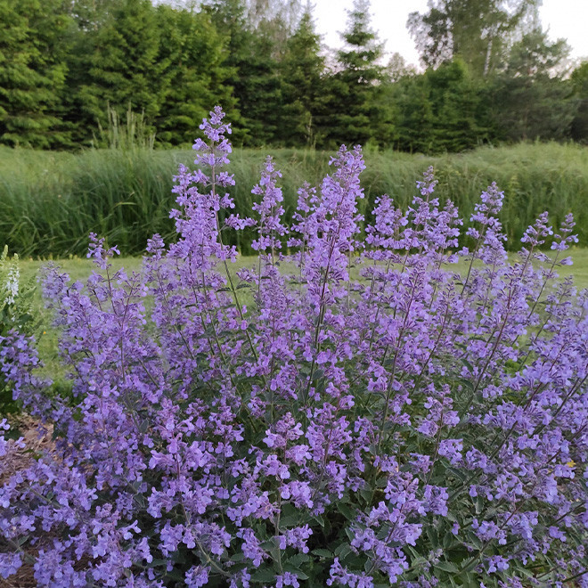 Katžolė (Nepeta x faassenii) 'Six Hills Giant'