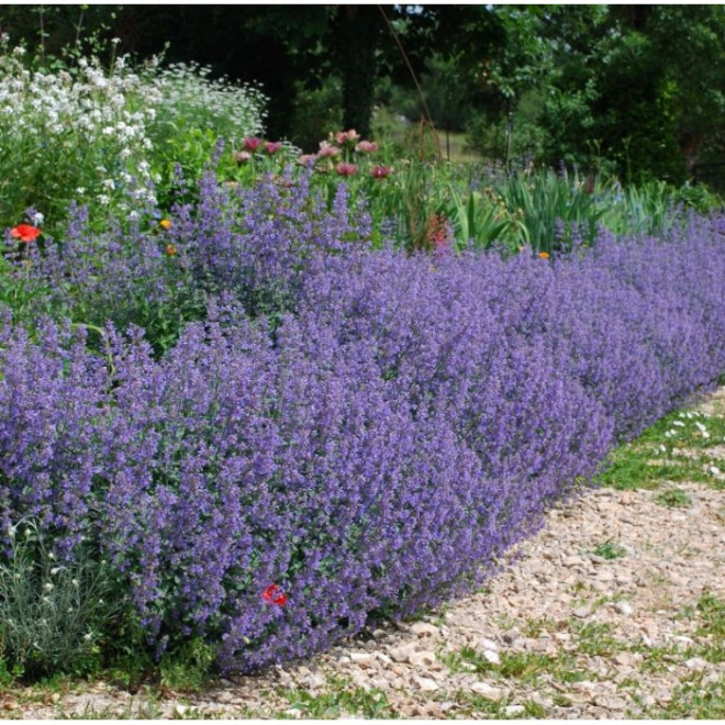 Katžolė (Nepeta x faassenii) 'Six Hills Giant'