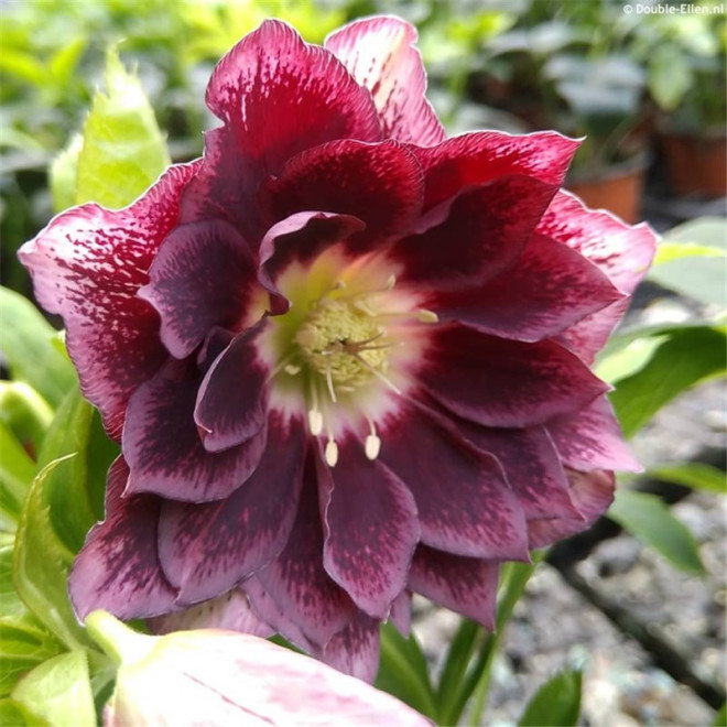 Eleboras (Helleborus orientalis) 'Double Ellen Red'