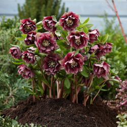 Eleboras (Helleborus orientalis) 'Double Ellen Red'