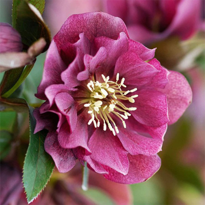 Eleboras (Helleborus orientalis) 'Double Ellen Red'