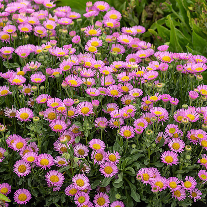 Šiušelė (Erigeron glaucus) 'Sea Breeze' nereiklus ilgai žydi traukia drugelius ir bites