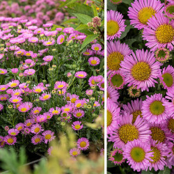 Šiušelė (Erigeron glaucus) 'Sea Breeze' nereiklus ilgai žydi traukia drugelius ir bites