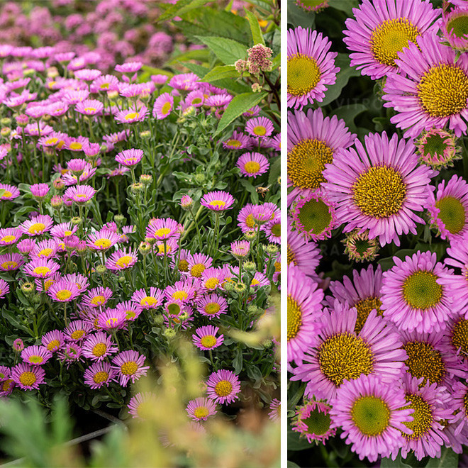 Šiušelė (Erigeron glaucus) 'Sea Breeze' nereiklus ilgai žydi traukia drugelius ir bites