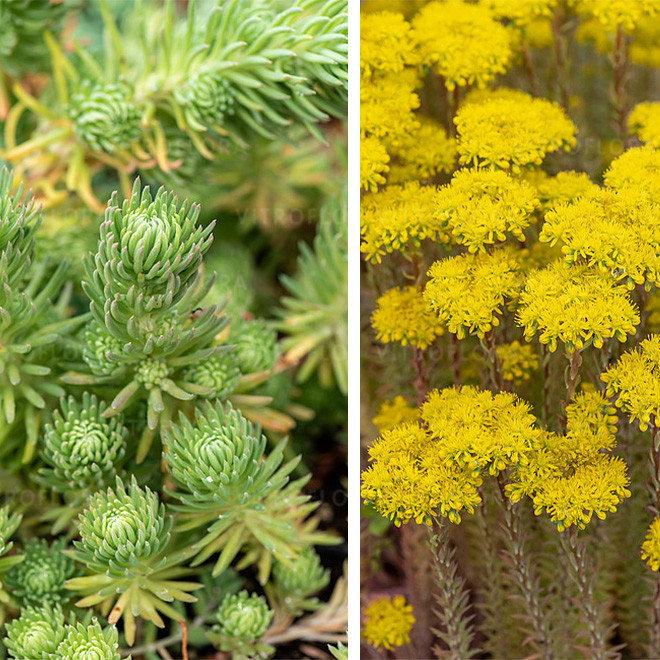 Šilokas (Sedum forsterianum) 'Elegans' žeme besidriekinatis sodriai žalias atsparus
