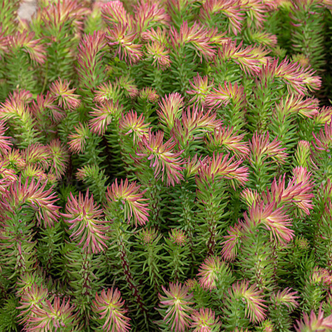 Šilokas (Sedum forsterianum) 'Elegans' žeme besidriekinatis sodriai žalias atsparus