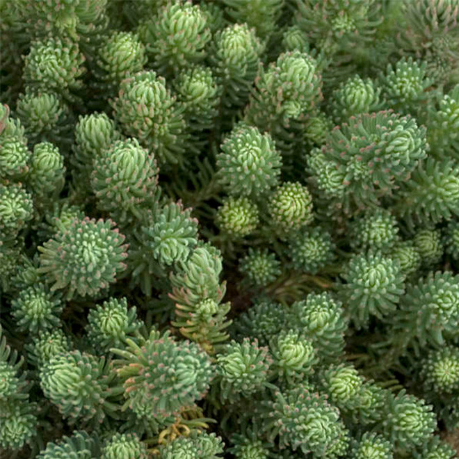 Šilokas (Sedum forsterianum) 'Elegans' žeme besidriekinatis sodriai žalias atsparus