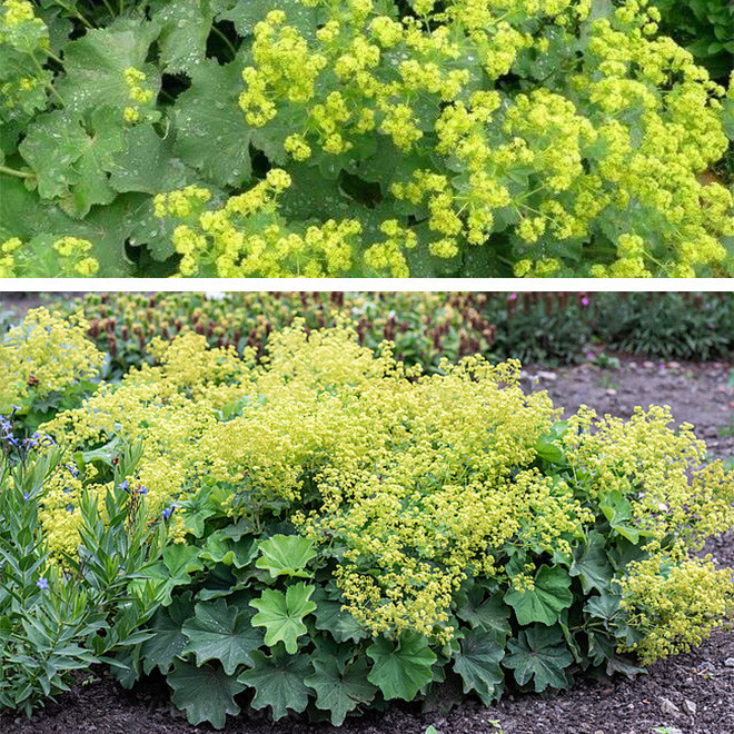 Švelnioji rasakila (Rasakila) 'Auslese'