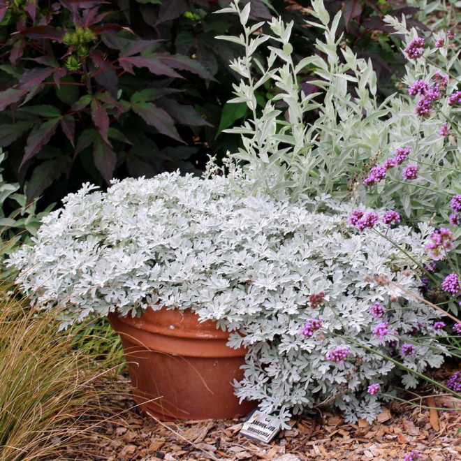 Kietis (Artemisia stelleriano) 'Silver Brocade'