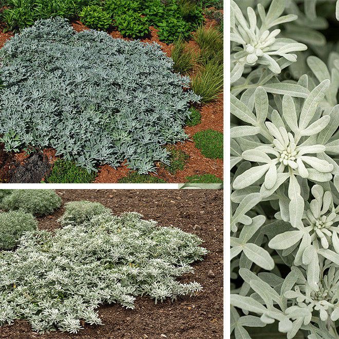 Kietis (Artemisia stelleriano) 'Silver Brocade'
