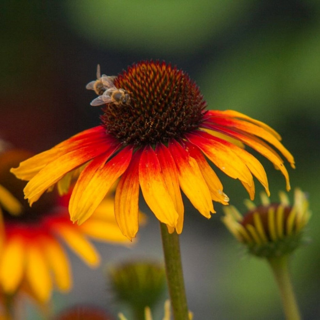 Ežiuolė (Echinacea) 'Parrot'