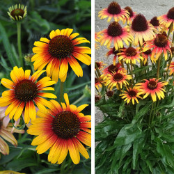 Ežiuolė (Echinacea) 'Parrot'