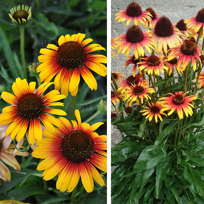 Ežiuolė (Echinacea) 'Parrot'