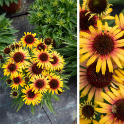 Ežiuolė (Echinacea) 'Parrot'