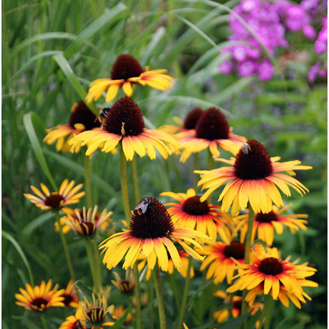 Ežiuolė (Echinacea) 'Parrot'