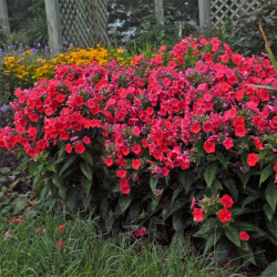 Flioksas šluotelinis (Phloxs paniculata) 'Flame Red'
