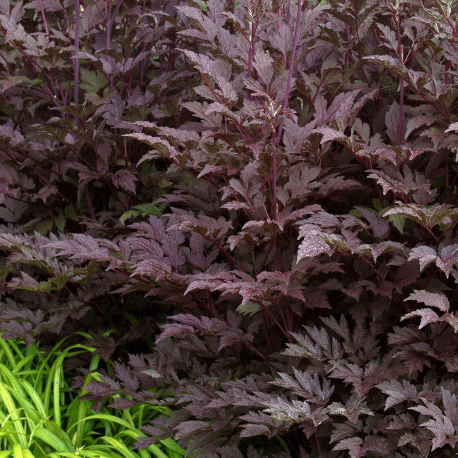 Juodžolė (Actaea simplex) 'Black Negligee' blakėžudė