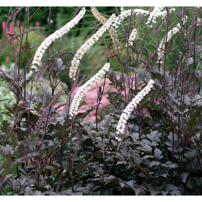 Juodžolė (Actaea simplex) 'Black Negligee' blakėžudė