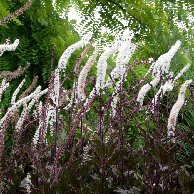 Juodžolė (Actaea simplex) 'Black Negligee' blakėžudė