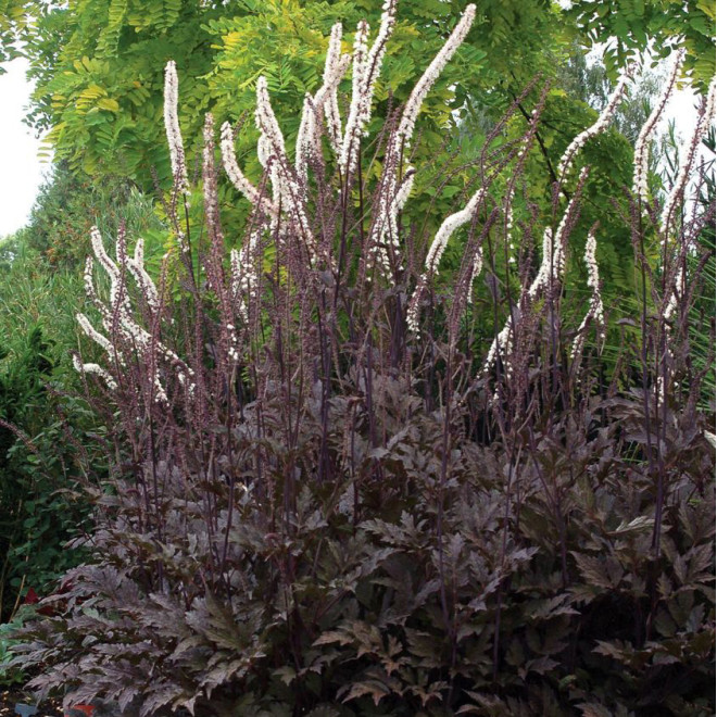 Juodžolė (Actaea simplex) 'Black Negligee' blakėžudė