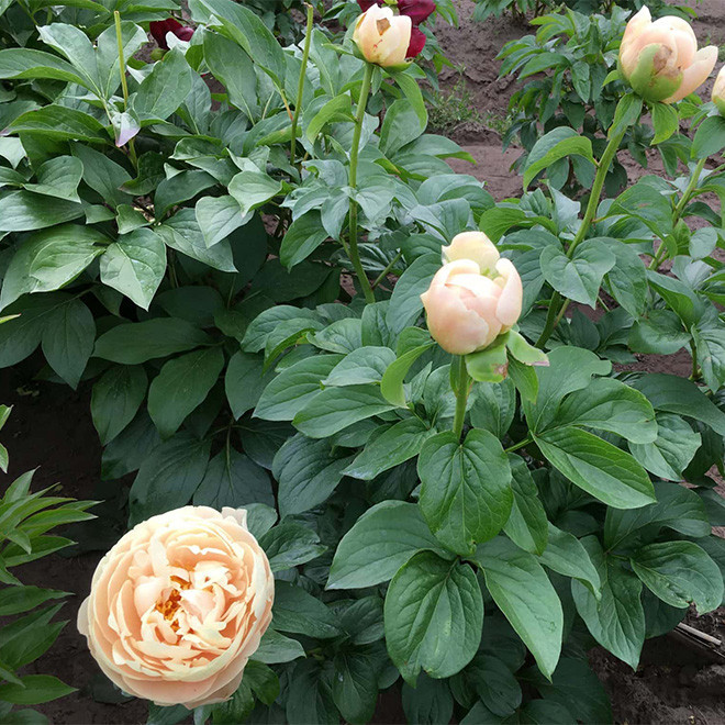 Bijūnas (Paeonia) 'Pastelegance' gelsvai kreminiai žiedai pilnaviduriai