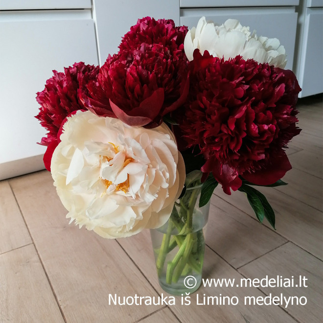 Bijūnas (Paeonia) 'Pastelegance' gelsvai kreminiai žiedai pilnaviduriai