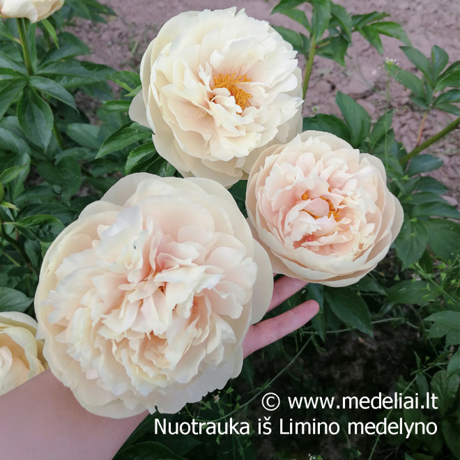Bijūnas (Paeonia) 'Pastelegance' gelsvai kreminiai žiedai pilnaviduriai