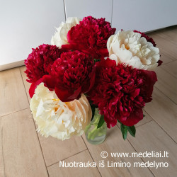 Bijūnas (Paeonia) 'Pastelegance' gelsvai kreminiai žiedai pilnaviduriai