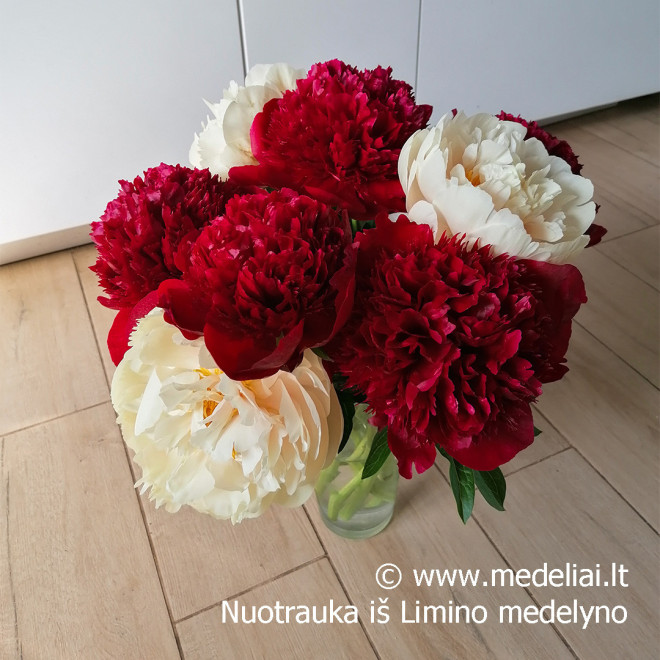 Bijūnas (Paeonia) 'Pastelegance' gelsvai kreminiai žiedai pilnaviduriai