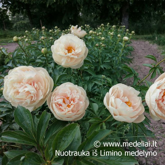 Bijūnas (Paeonia) 'Pastelegance' gelsvai kreminiai žiedai pilnaviduriai
