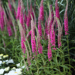 Veronika varpotoji (Veronica spicata) 'Rotfuchs' krūmelis vertikaliais rožiniais žiedais