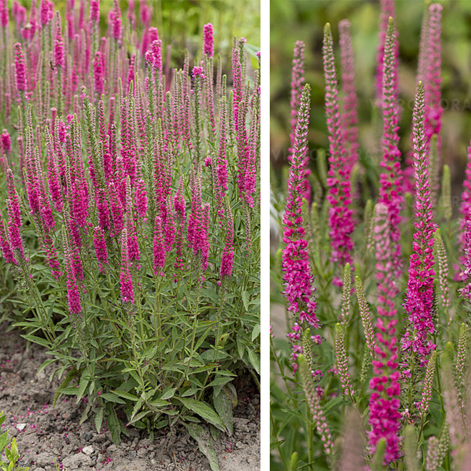 Veronika varpotoji (Veronica spicata) 'Rotfuchs' krūmelis vertikaliais rožiniais žiedais