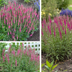 Veronika varpotoji (Veronica spicata) 'Rotfuchs' krūmelis vertikaliais rožiniais žiedais