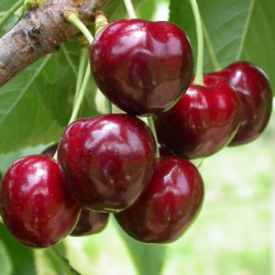 Trešnė (Prunus) 'Merchant'
