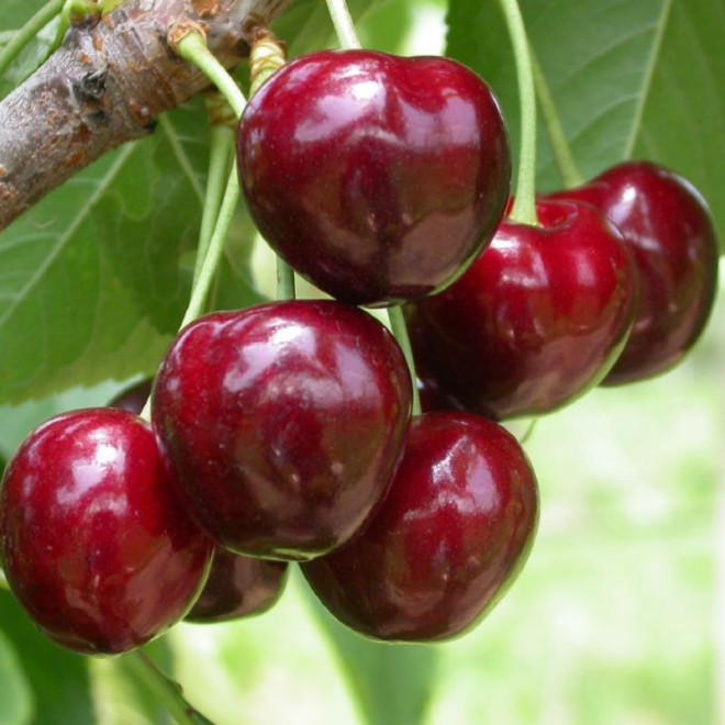 Trešnė (Prunus) 'Merchant'