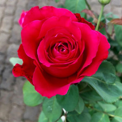 Rožė (Rosa) 'Red Queen'
