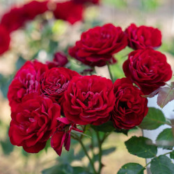 Rožė (Rosa) 'Lavaglut'