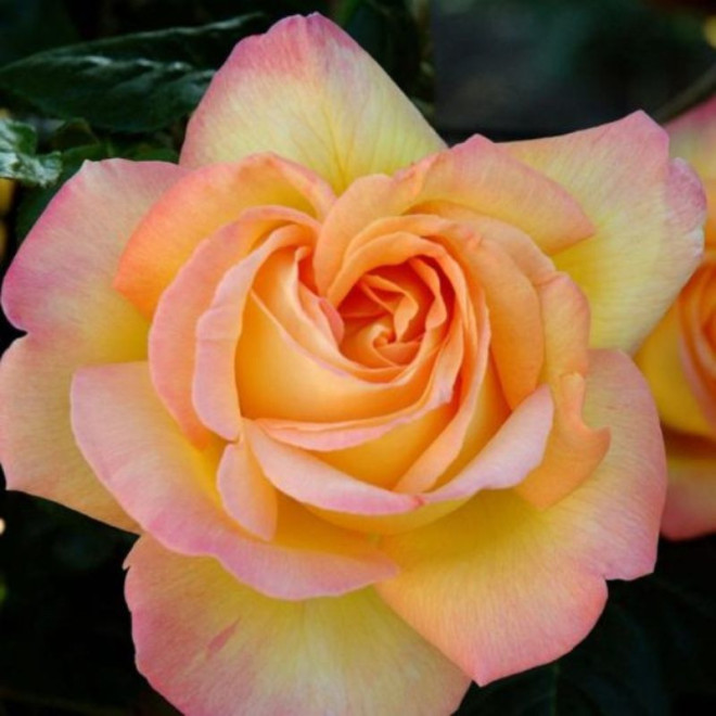 Rožė (Rosa) 'Tzigane'