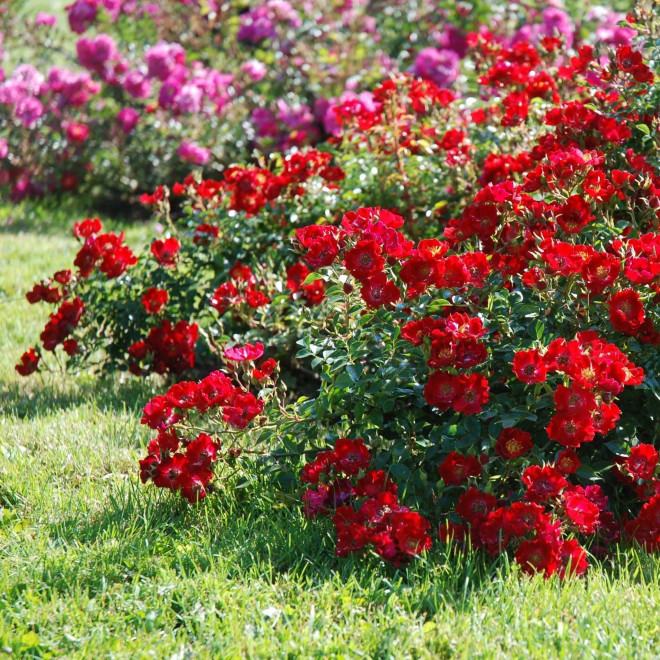Rožė (Rosa) 'Ondella'