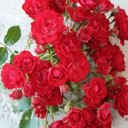 Rožė (Rosa) 'Ondella'