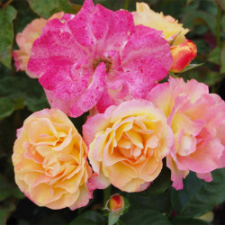 Rožė (Rosa) 'Tzigane'