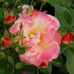 Rožė (Rosa) 'Tzigane'