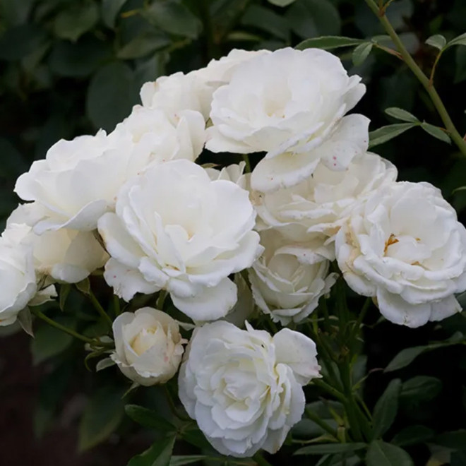 Rožė (Rosa) 'Kristal'