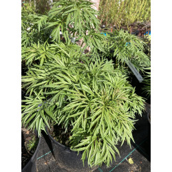 Bijūnas siauralapis (Paeonia) 'Tenuifolia' krapinis bijūnas raudonais žiedais