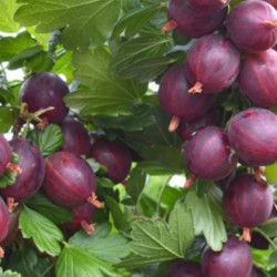 Agrastas (Ribes)' Niesluchovski'