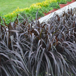 Soruolė (Pennisetum) Vertigo